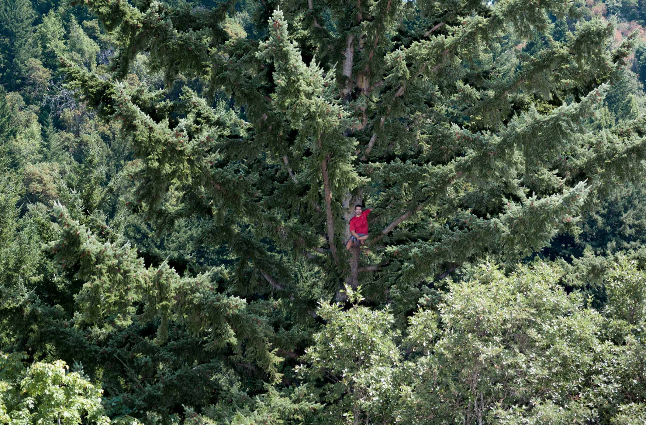 100803_WSJ_TreeClimber-002902-website